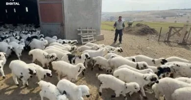 Li Dêrsimê ji ber nexweşiya tebeqê 2 gund hatin...