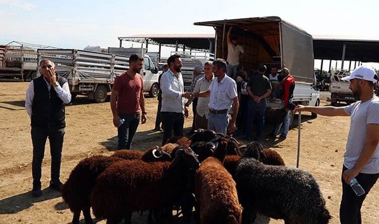 ÎDIR - Bazara Heywanan ji ber nexweşiya tebeqê...