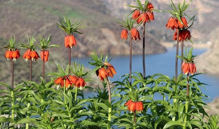 Li Şirnexê xweza bi guldexwînan xemilî