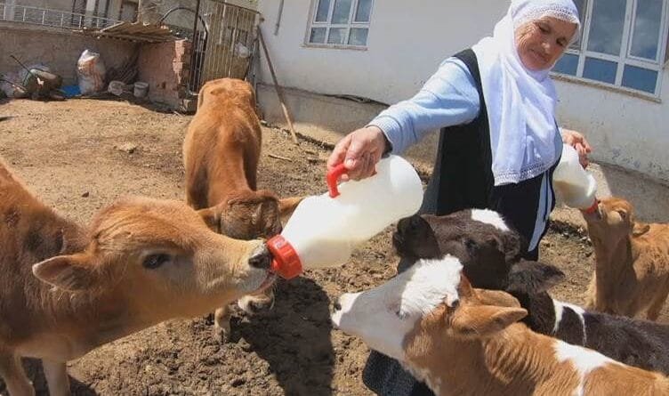 Amed - Dizan çêlek dizîn: Golikên wan sêwî man