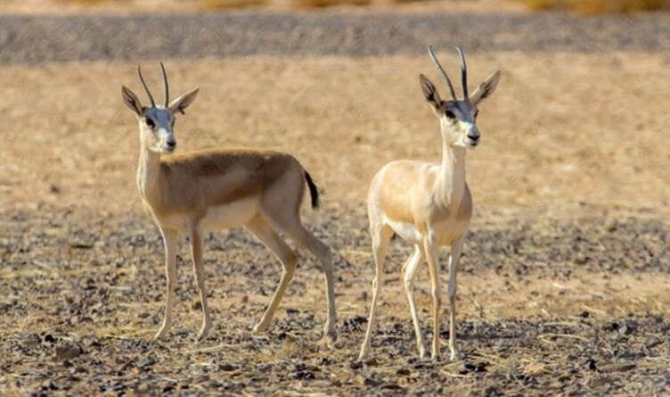 Mexmûr - Dema zayîna xezalan e lê tên nêçîrkirin