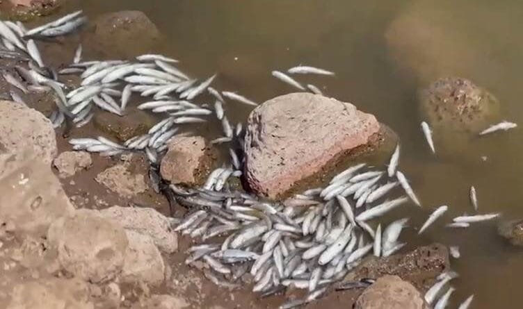 AMED - Li ser mirina masiyan dest bi lêkolînê hat...