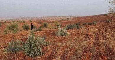 Li Semsûrê 10 hezar darên fistiq û zeytûnan hatin...