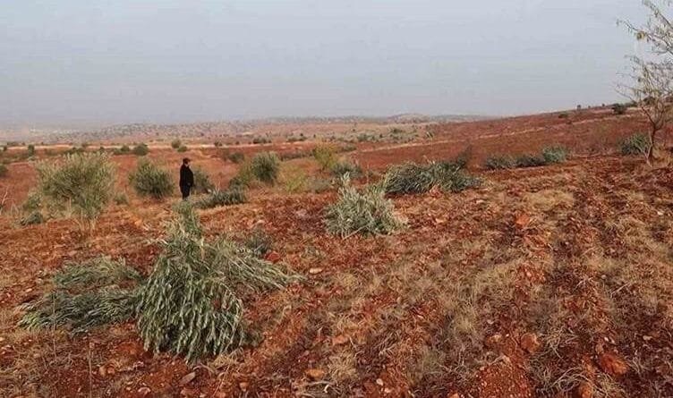 Li Semsûrê 10 hezar darên fistiq û zeytûnan hatin...