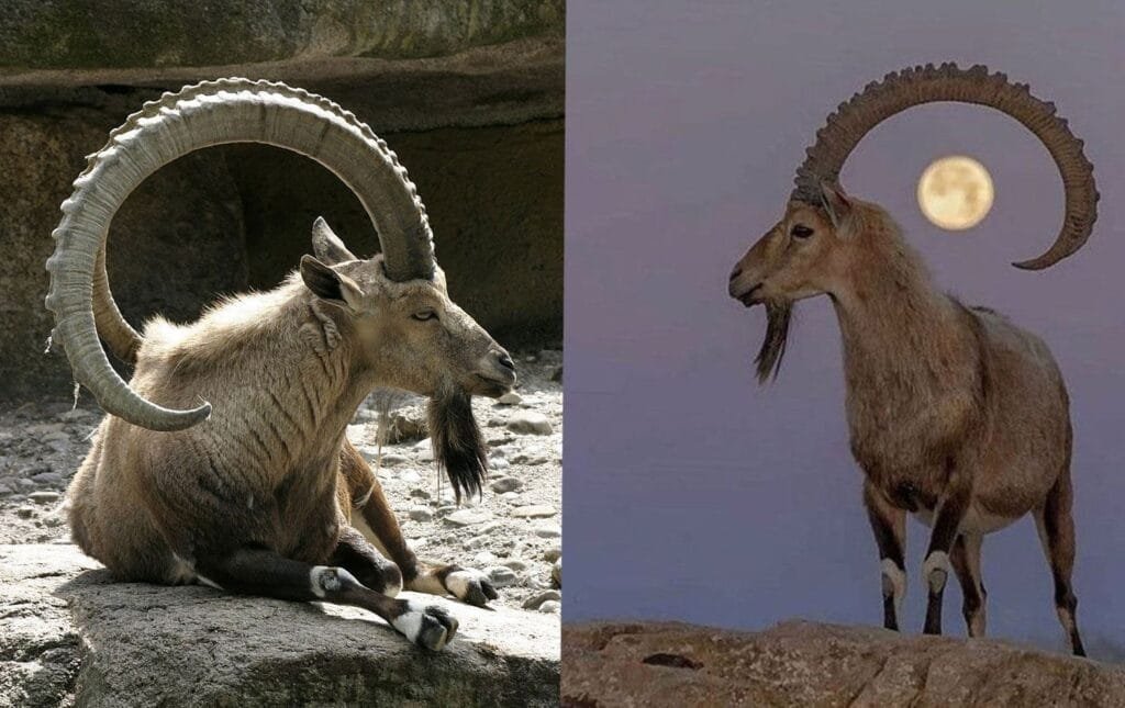 Li Şirnexê qirkirina xwezayê: 'Cerdevanan 36...