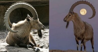 Li Şirnexê qirkirina xwezayê: 'Cerdevanan 36...