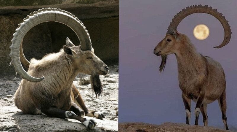 Li Şirnexê qirkirina xwezayê: 'Cerdevanan 36...