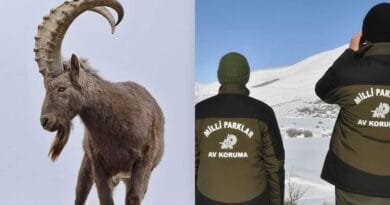 COLEMÊRG - Pezkoviyek kuşt, nêzîkî milyonek lîre...