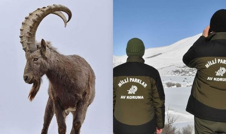 COLEMÊRG - Pezkoviyek kuşt, nêzîkî milyonek lîre...