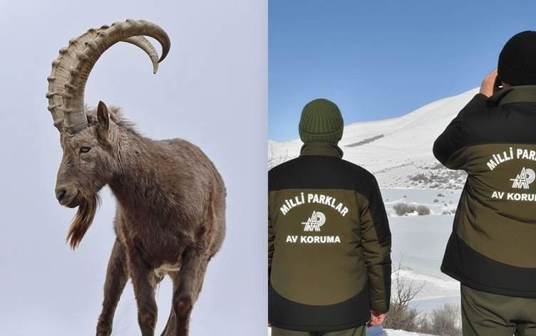 COLEMÊRG - Pezkoviyek kuşt, nêzîkî milyonek lîre...