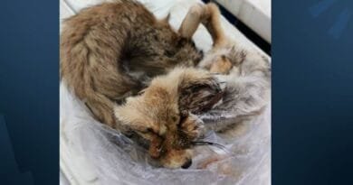 Li Hewlêrê qesabxaneyek hat girtin: Goştê roviyan...