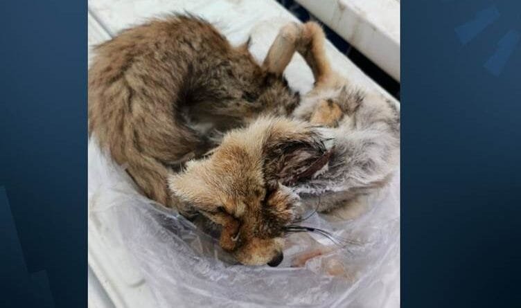 Li Hewlêrê qesabxaneyek hat girtin: Goştê roviyan...