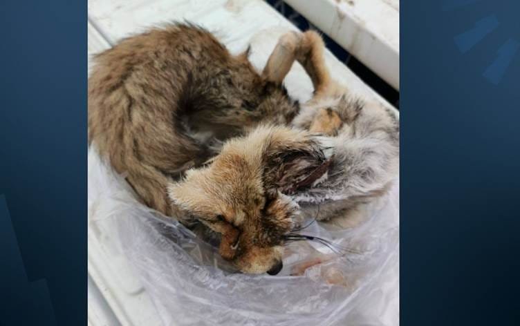 Li Hewlêrê qesabxaneyek hat girtin: Goştê roviyan...