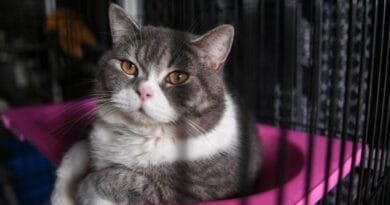 Pisîk dikarin di dîtina çareseriya penceşêrê de...