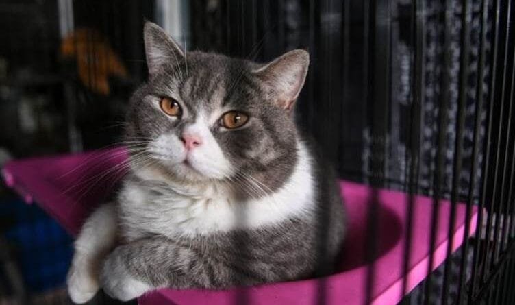 Pisîk dikarin di dîtina çareseriya penceşêrê de...