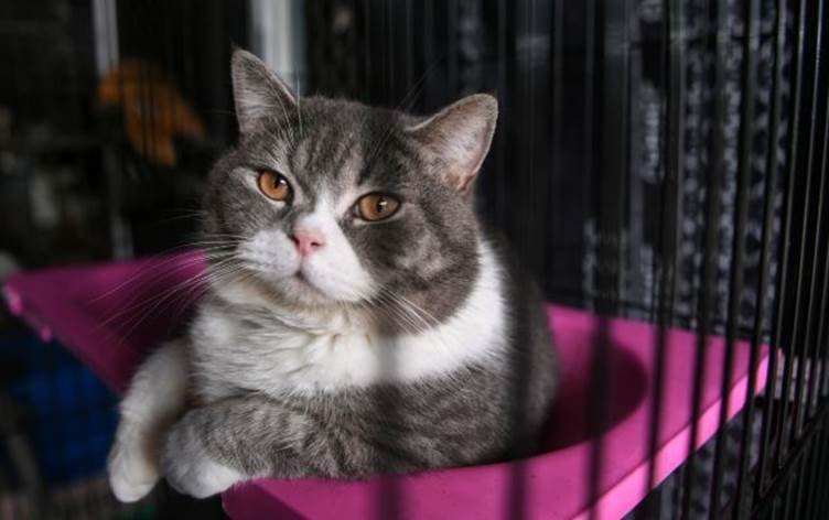 Pisîk dikarin di dîtina çareseriya penceşêrê de…