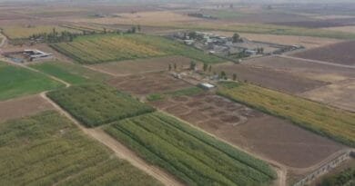 Li Kerkûkê peymanên zeviyên çandiniyê yên Kurd û...