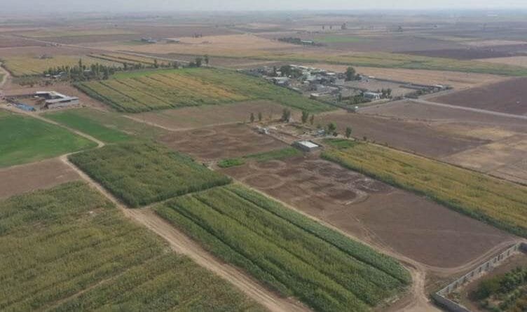 Li Kerkûkê peymanên zeviyên çandiniyê yên Kurd û...