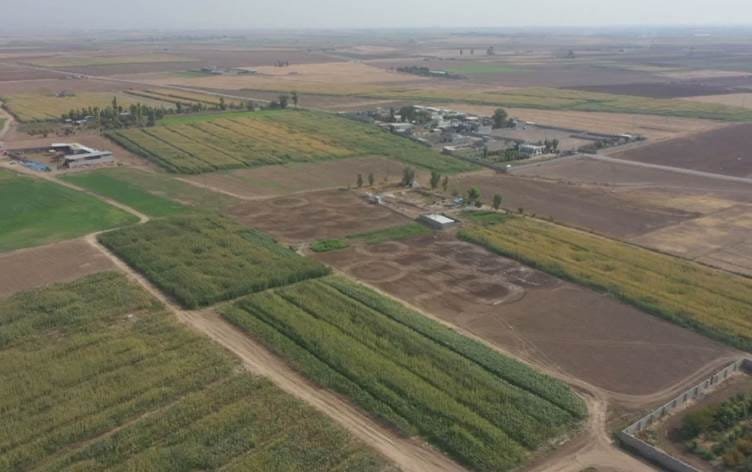 Li Kerkûkê peymanên zeviyên çandiniyê yên Kurd û...