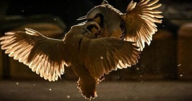 Qada nîşandana hêzê: Şerê kewan ê li Hewlêrê