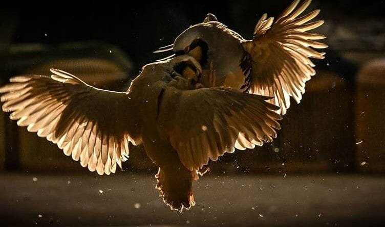 Qada nîşandana hêzê: Şerê kewan ê li Hewlêrê