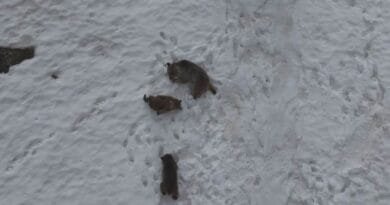 Li Dêrsimê hirç kaşûnê dikin