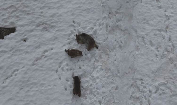 Li Dêrsimê hirç kaşûnê dikin