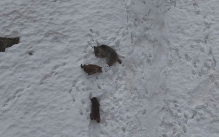 Li Dêrsimê hirç kaşûnê dikin