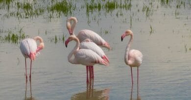 WÊNE - Flamîngo li Başûrê Kurdistanê ne