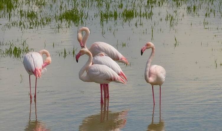 WÊNE - Flamîngo li Başûrê Kurdistanê ne