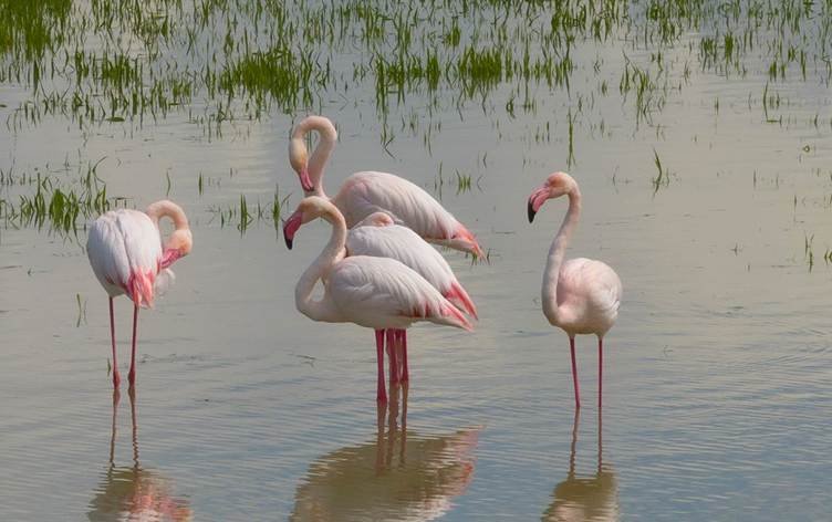 WÊNE - Flamîngo li Başûrê Kurdistanê ne