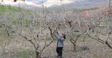 Cotkarên Sêrtê: Barana îsal a herî baş a 20 salên...