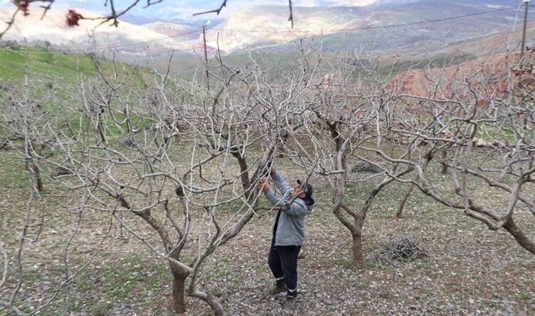 Cotkarên Sêrtê: Barana îsal a herî baş a 20 salên...