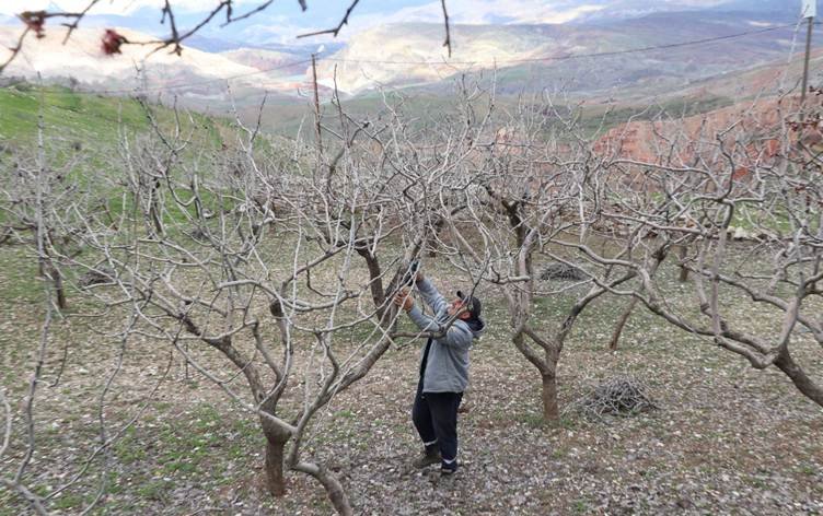 Cotkarên Sêrtê: Barana îsal a herî baş a 20 salên...