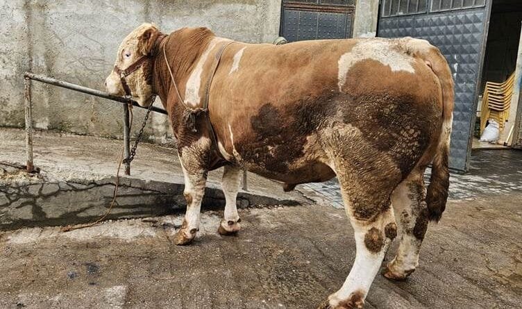 Behrî tonek û 190 kîlo ye