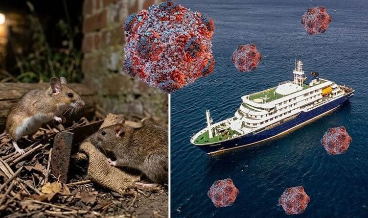 Mirov çawa dikarin xwe ji 'Hantavîrusê' biparêzin?