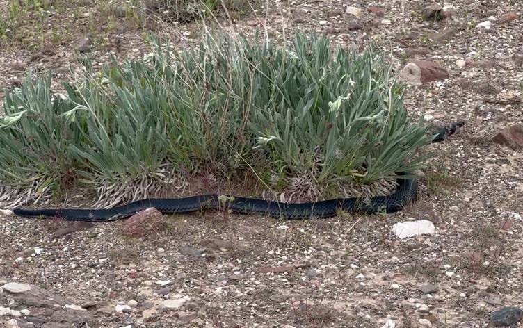 Li Xarpêtê ‘dostê reş ê cotkaran’ ê 2 metreyî hat…