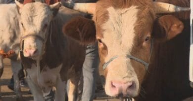 Li Amedê bazara qurbanan germ e û kiriyar û...