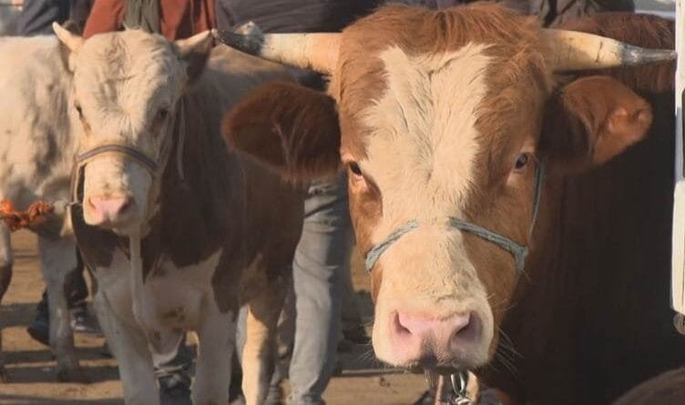 Li Amedê bazara qurbanan germ e û kiriyar û...