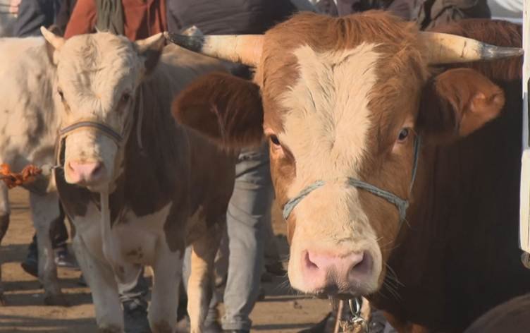 Li Amedê bazara qurbanan germ e û kiriyar û...